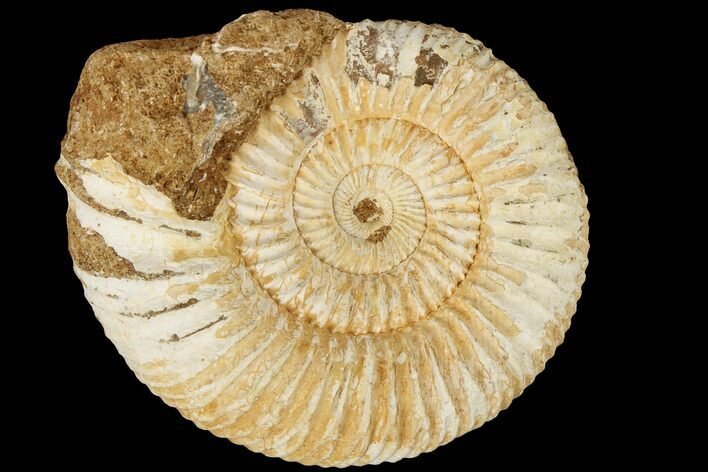 Jurassic Ammonite (Perisphinctes) Fossil - Madagascar #181979